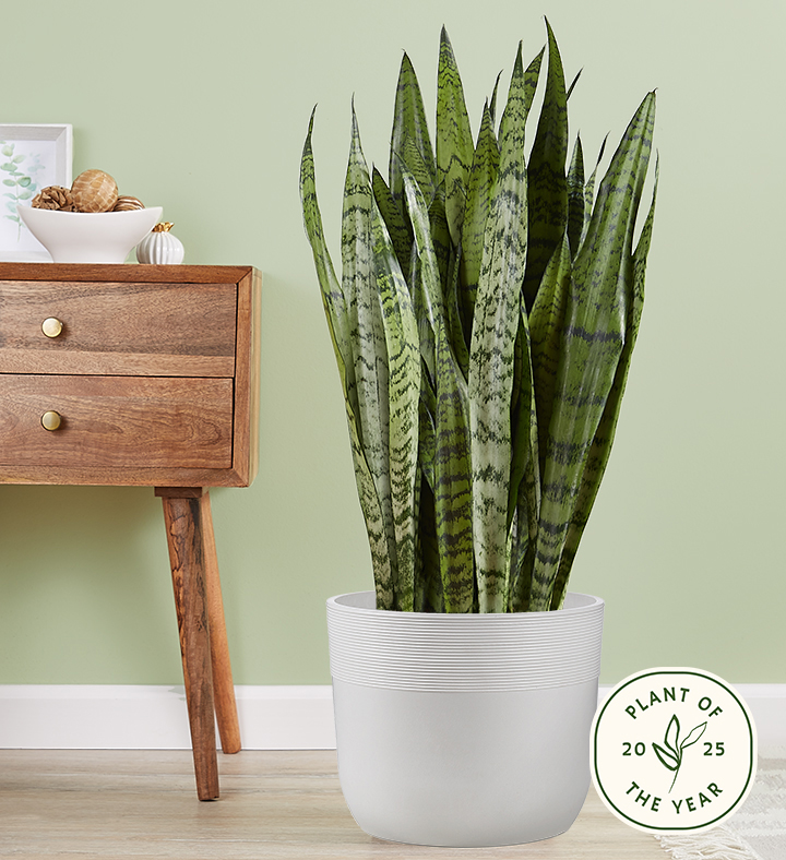 The 2025 Plant of the Year Is a Low Maintenance Houseplant Everyone Needs to Own
