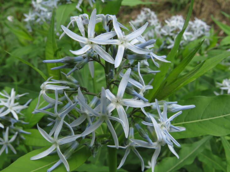 Gardening 101: Bluestar