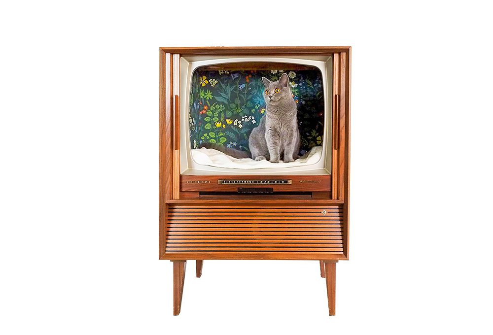 Fai-da-te per il tuo gatto: la cuccia a forma di capanna